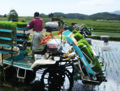 ファーム菅久の米作り(収穫)