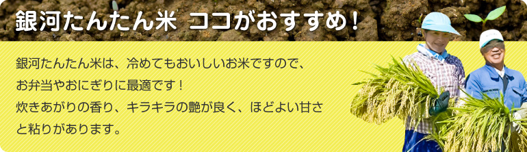 銀河たんたん米は、冷めてもおいしいお米ですので、お弁当やおにぎりに最適です!炊きあがりの香り、キラキラの艶が良く、ほどよい甘さと粘りがあります。